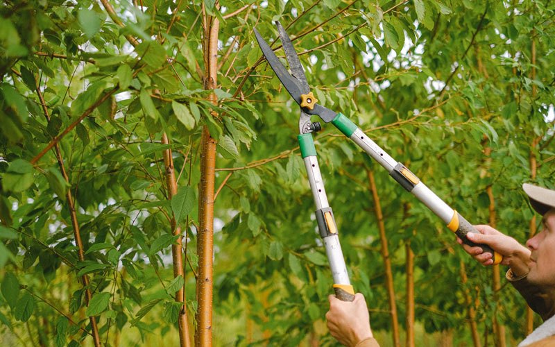 Tree trimming in Plain Dealing, LA